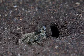 「Rudie Kuiter」のサムネイル画像