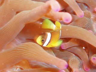 「クマノミ(Anemonefish)」のサムネイル画像