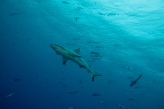 「オグロメジロザメ」のサムネイル画像