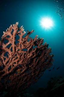 「無題」のサムネイル画像