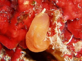 「ホウズキフシエラガイ」のサムネイル画像