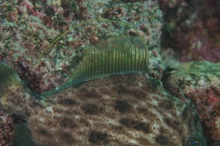 「カワハギ」のサムネイル画像