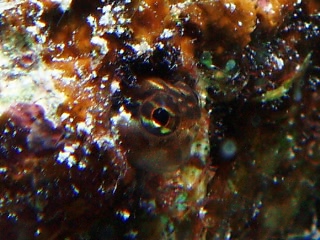 「カエルウオ」のサムネイル画像