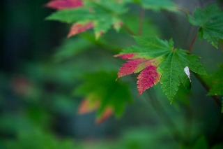 「無題」のサムネイル画像