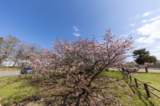 「チシマザクラ(千島桜)」のサムネイル画像