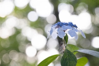 「ガクアジサイ(額紫陽花)」のサムネイル画像