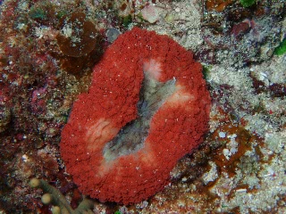 「無題」のサムネイル画像