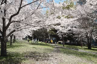 「ソメイヨシノ(染井吉野)」のサムネイル画像