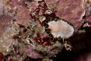 「ニセツノヒラムシの一種」のサムネイル画像