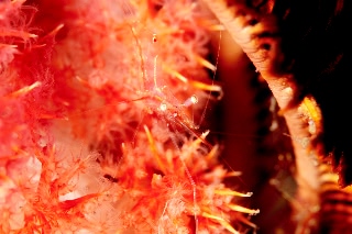 「アカスジカクレエビ」のサムネイル画像