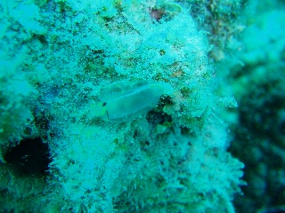 「ムネボヤ属の一種」のサムネイル画像