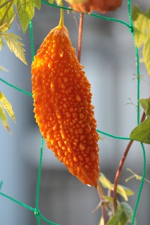 「ツルレイシ(ニガウリ,ゴーヤ)」のサムネイル画像