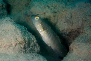 「無題」のサムネイル画像