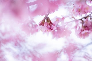 「オカメザクラ」のサムネイル画像