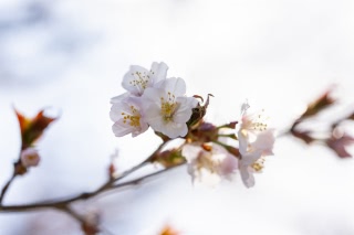 「チシマザクラ(千島桜)」のサムネイル画像