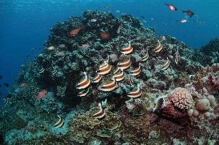 「無題」のサムネイル画像