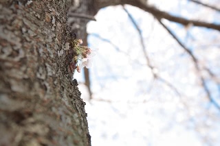 「ソメイヨシノ(染井吉野)」のサムネイル画像