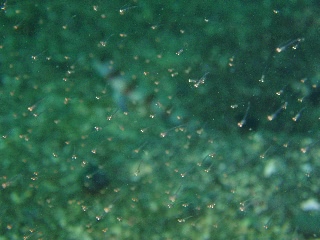 「何かの稚魚」のサムネイル画像