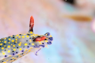 「ウミウシの仲間」のサムネイル画像