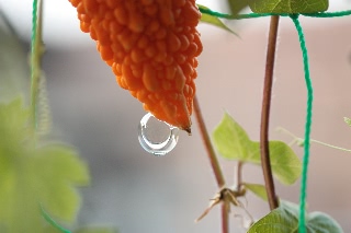 「ツルレイシ(ニガウリ,ゴーヤ)」のサムネイル画像