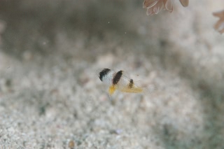 「無題」のサムネイル画像