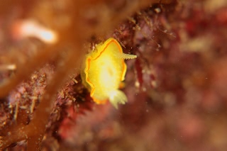 「ミツイラメリウミウシ」のサムネイル画像