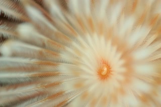 「イバラカンザシ(Christmas tree worm)」のサムネイル画像