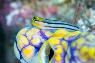 「Bath's coralblenny」のサムネイル画像