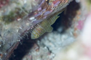 「ベンケイハゼ」のサムネイル画像