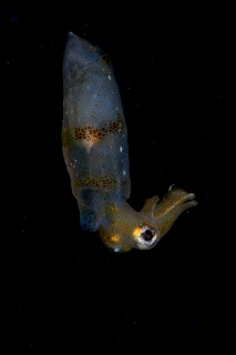 「ヒメイカ」のサムネイル画像