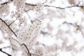 「ソメイヨシノ(染井吉野)」のサムネイル画像