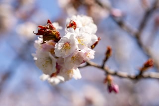 「チシマザクラ(千島桜)」のサムネイル画像