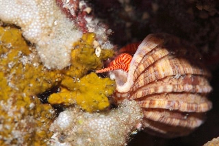 「ベニワモンヤドカリ」のサムネイル画像