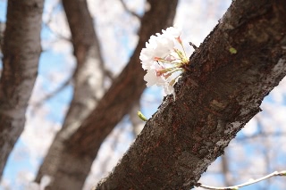 「ソメイヨシノ(染井吉野)」のサムネイル画像