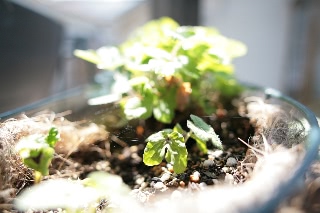 「朝顔」のサムネイル画像