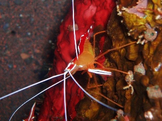 「アカシマシラヒゲエビ(アカスジモエビ,white-banded cleaner shrimp)」のサムネイル画像