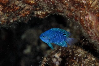 「ルリスズメダイ」のサムネイル画像