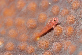 「ベニハゼの仲間」のサムネイル画像