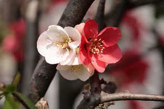 「ボケ」のサムネイル画像