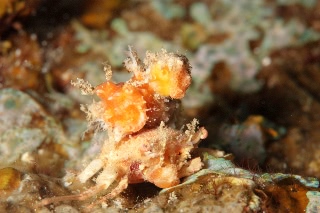 「カニの仲間」のサムネイル画像