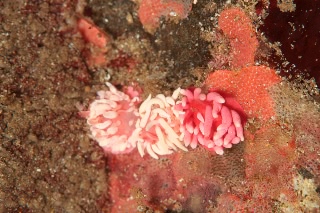 「ウミウシの仲間」のサムネイル画像