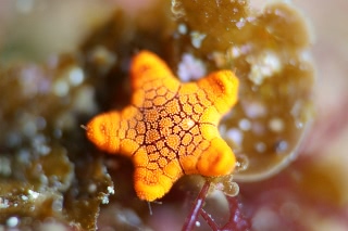 「アミメジュズベリヒトデ」のサムネイル画像