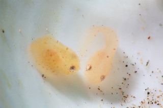 「スナビクニン」のサムネイル画像