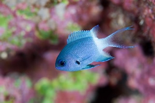 「シコクスズメダイ」のサムネイル画像