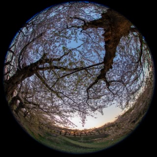 「ソメイヨシノ(染井吉野)」のサムネイル画像