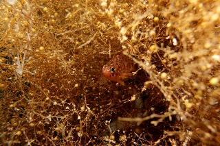 「メバル」のサムネイル画像