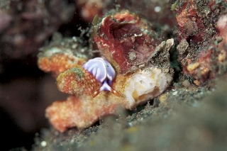 「スイートジェリーミドリガイ」のサムネイル画像