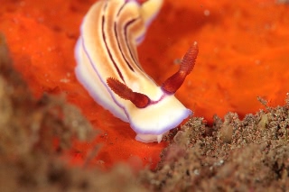 「ウミウシの仲間」のサムネイル画像