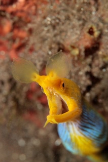 「ハナヒゲウツボ(blue ribbon eel)」のサムネイル画像