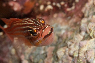 「キンセンイシモチ(Southern orange-lined cardinal fish)」のサムネイル画像